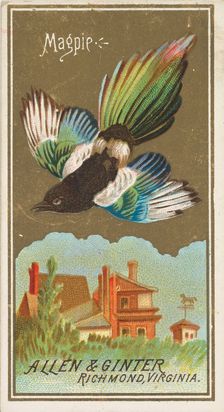 Magpie, from the Birds of America series (N4) for Allen & Ginter Cigarettes Brands, 1888. Creator: Allen & Ginter