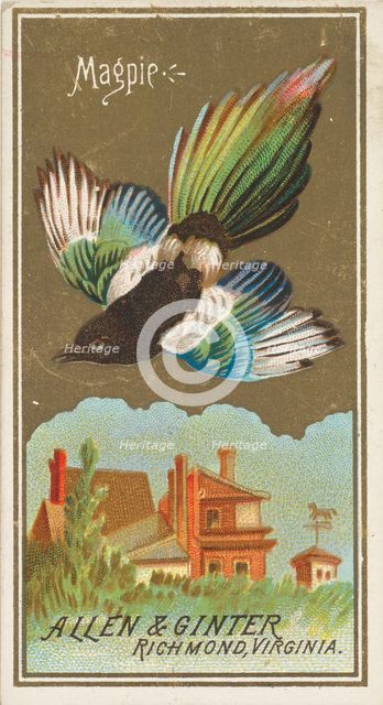 Magpie, from the Birds of America series (N4) for Allen & Ginter Cigarettes Brands, 1888. Creator: Allen & Ginter.