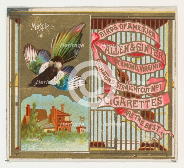 Magpie, from the Birds of America series (N37) for Allen & Ginter Cigarettes, 1888. Creator: Allen & Ginter.