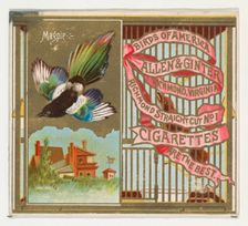 Magpie, from the Birds of America series (N37) for Allen & Ginter Cigarettes, 1888. Creator: Allen & Ginter