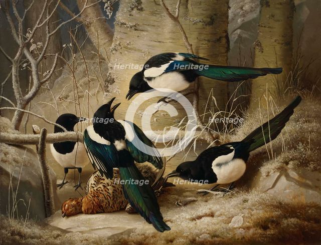 Magpies round a Dead Female Capercaillie, 1867. Creator: Ferdinand von Wright.