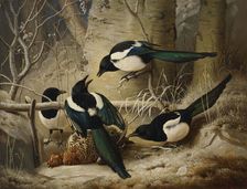 Magpies round a Dead Female Capercaillie, 1867. Creator: Ferdinand von Wright