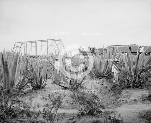 Maguey field, between 1880 and 1897. Creator: William H. Jackson.