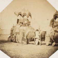 Maharajah Putteala's State Elephant, 1858-61. Creator: Unknown