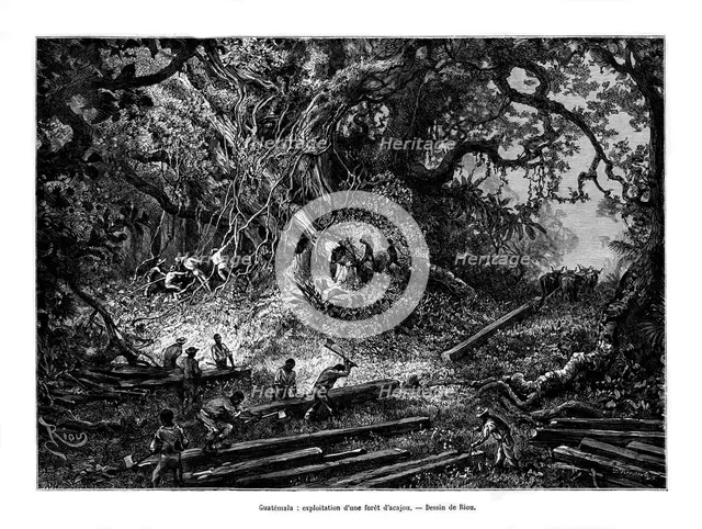 Mahogany tree logging, Guatemala, 19th century. Artist: Edouard Riou