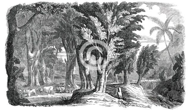 Mahogany Trees in the West Indies, 1850. Creator: Unknown.