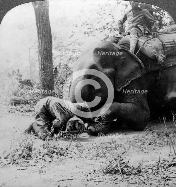 Mahout removing a thorn from an elephant's foot, Behar tiger shoot, India, c1900s(?).Artist: Underwood & Underwood