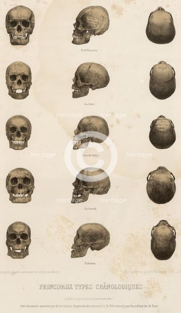 Main cranological types... 1862. Creator: Unknown.