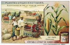 Maize, c1900