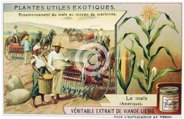 Maize, c1900. Artist: Unknown