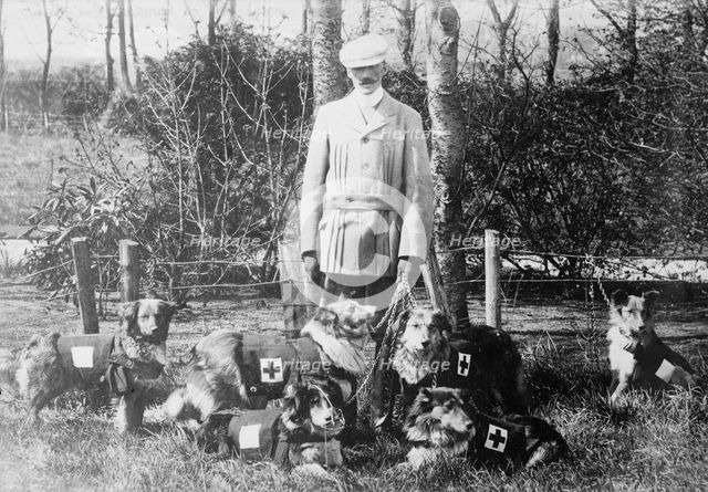 Maj. Richardson & British Red Cross dogs, between 1914 and c1915. Creator: Bain News Service.