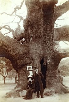 Major Oak, Edwinstowe, Sherwood Forest, Nottinghamshire, 1885. Creator: Unknown