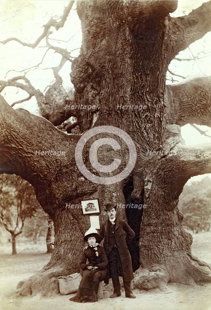 Major Oak, Edwinstowe, Sherwood Forest, Nottinghamshire, 1885. Creator: Unknown.