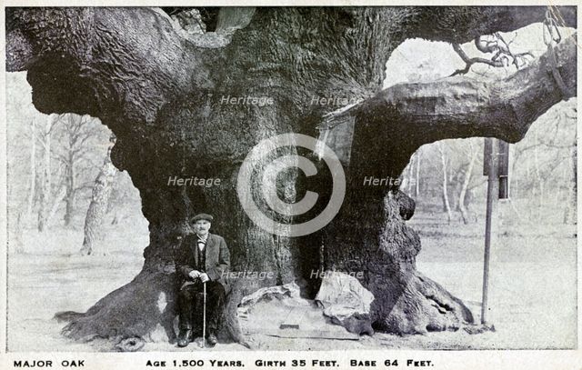 Major Oak, Edwinstowe, Sherwood Forest, Nottinghamshire, c1900. Creator: Unknown.