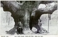 Major Oak, Edwinstowe, Sherwood Forest, Nottinghamshire, c1900. Creator: Unknown