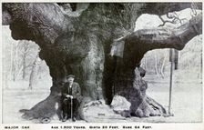 Major Oak, Edwinstowe, Sherwood Forest, Nottinghamshire, c1900. Creator: Unknown