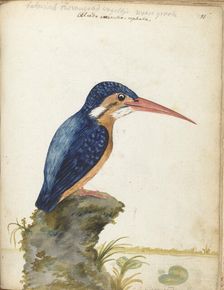 Malachite Kingfisher, 1779-1785. Creator: Jan Brandes
