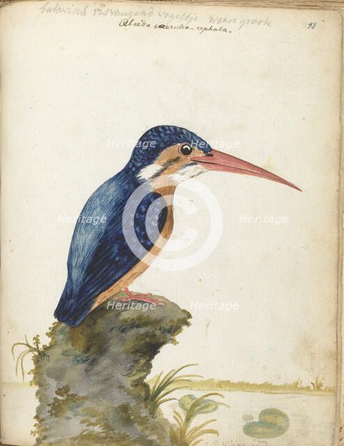 Malachite Kingfisher, 1779-1785. Creator: Jan Brandes.