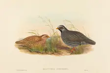 Malacoturnix superciliosus (Mountain Quail). Creators: John Gould, Henry Constantine Richter