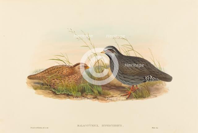 Malacoturnix superciliosus (Mountain Quail). Creators: John Gould, Henry Constantine Richter.