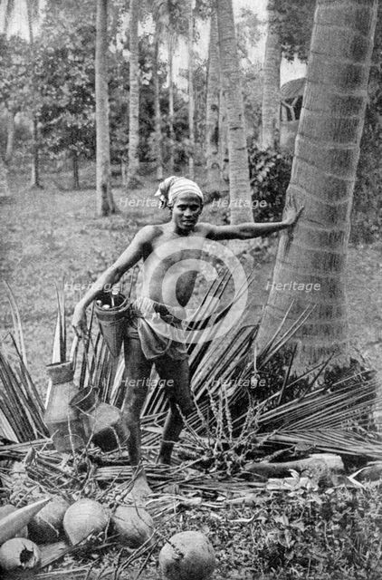 Malay collecting the sweet wine of the toddy tree, 1922. Artist: Unknown