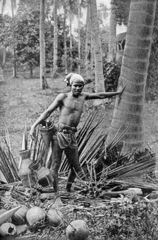 Malay collecting the sweet wine of the toddy tree, 1922