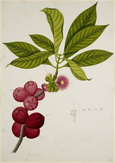 Malay Apple, 1824. Creator: Unknown