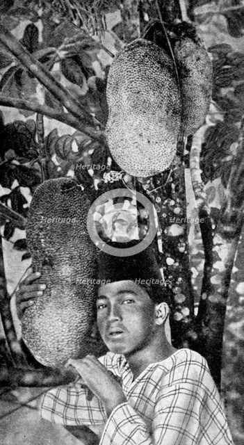 Malay gathering jackfruit, 1922. Artist: Unknown