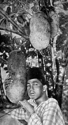 Malay gathering jackfruit, 1922