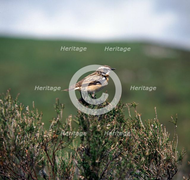 Male Whinchate.