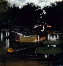 Male Wood Duck in a Forest Pool, study for book Concealing Coloration in the Animal Kingdom, c1905-1 Creator: Abbott Handerson Thayer