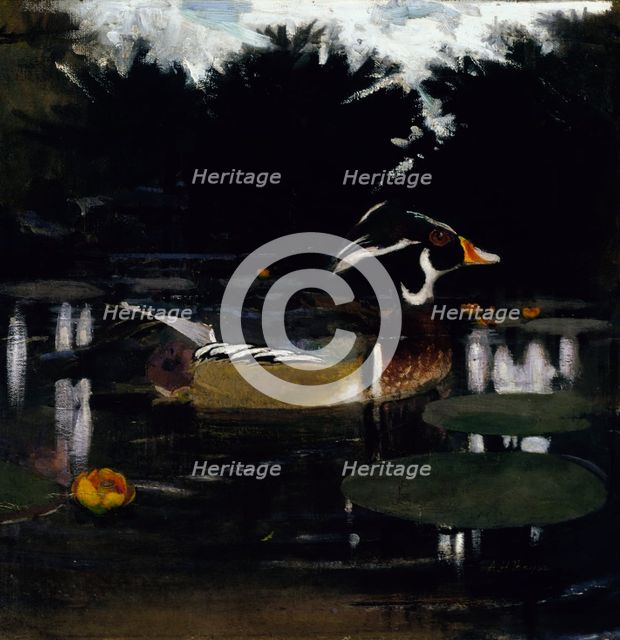 Male Wood Duck in a Forest Pool, study for book Concealing Coloration in the Animal Kingdom, c1905-1 Creator: Abbott Handerson Thayer.