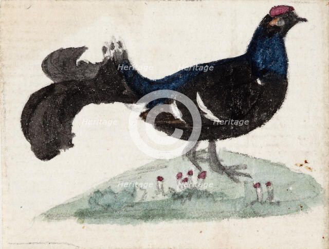 Male Black Grouse, 1831. Creator: Ferdinand von Wright.