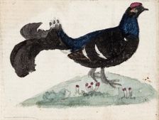 Male Black Grouse, 1831. Creator: Ferdinand von Wright