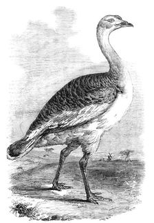 Male Bustard taken near Hungerford, Berks., 1856. Creator: Unknown