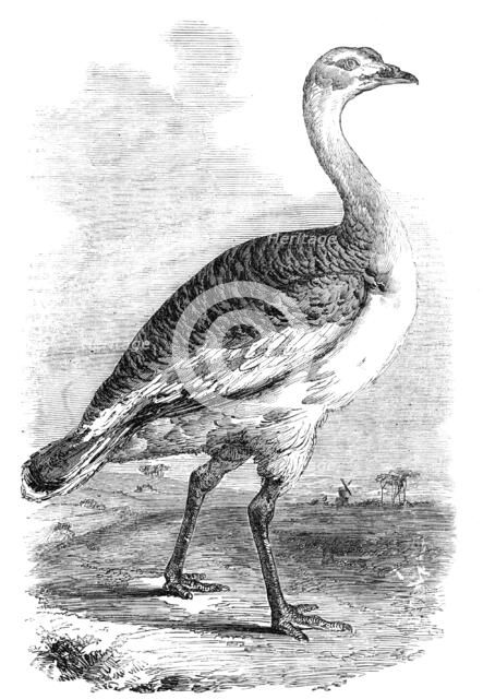 Male Bustard taken near Hungerford, Berks., 1856.  Creator: Unknown.