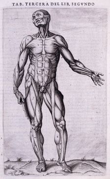 Male écorché, 1556. Creator: Nicolas Beatrizet