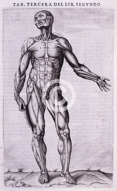 Male écorché, 1556.  Creator: Nicolas Beatrizet.