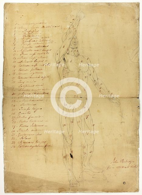 Male Ecorché, c. 1810. Creator: John Partridge.