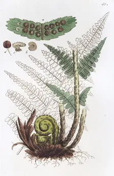 Male Fern (Dryopteris filix-mas), 1804-1811. Creator: Johan Wilhelm Palmstruch