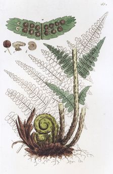 Male Fern (Dryopteris filix-mas), 1804-1811. Creator: Johan Wilhelm Palmstruch