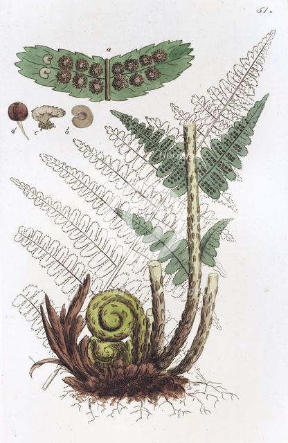 Male Fern (Dryopteris filix-mas), 1804-1811. Creator: Johan Wilhelm Palmstruch.