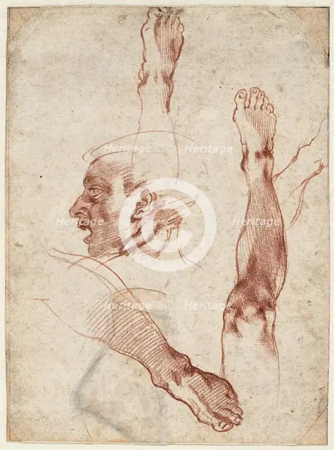 Male head in profile, studies of limbs, 1511. Creator: Buonarroti, Michelangelo (1475-1564).
