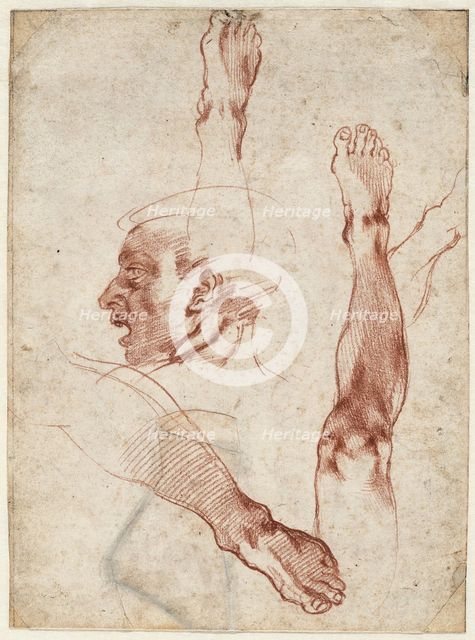 Male head in profile, studies of limbs, 1511. Creator: Buonarroti, Michelangelo (1475-1564).