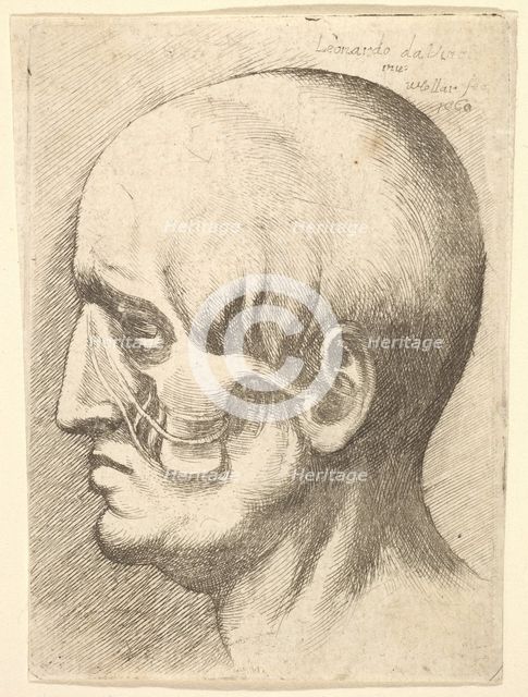 Male head in profile to left with muscles exposed, 1660. Creator: Wenceslaus Hollar.
