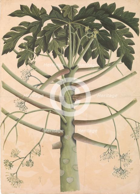 Male Papaya Tree, ca. 1790-1800. Creator: Unknown.