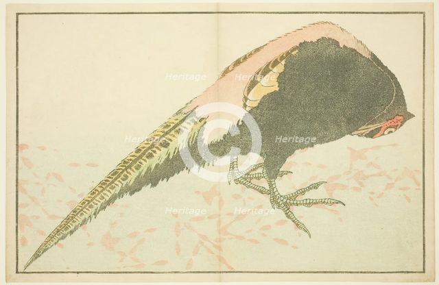 Male Pheasant, from The Picture Book of Realistic Paintings of Hokusai (Hokusai..., Japan, c. 1814. Creator: Hokusai.