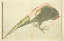Male Pheasant, from The Picture Book of Realistic Paintings of Hokusai (Hokusai..., Japan, c. 1814. Creator: Hokusai