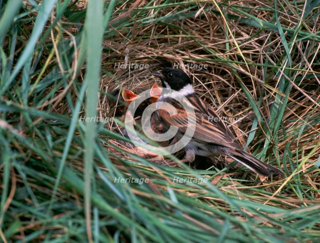 Male Reed Bunting at a nest.