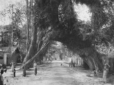 Malerischer alter Feigen baum (Ficus indica) an der Strasse Clombo-Galle bei Kalutara 1926